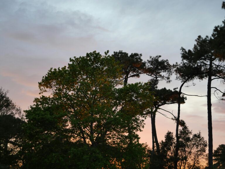 Mont de Marsan Landes destination traiteur UMAMI